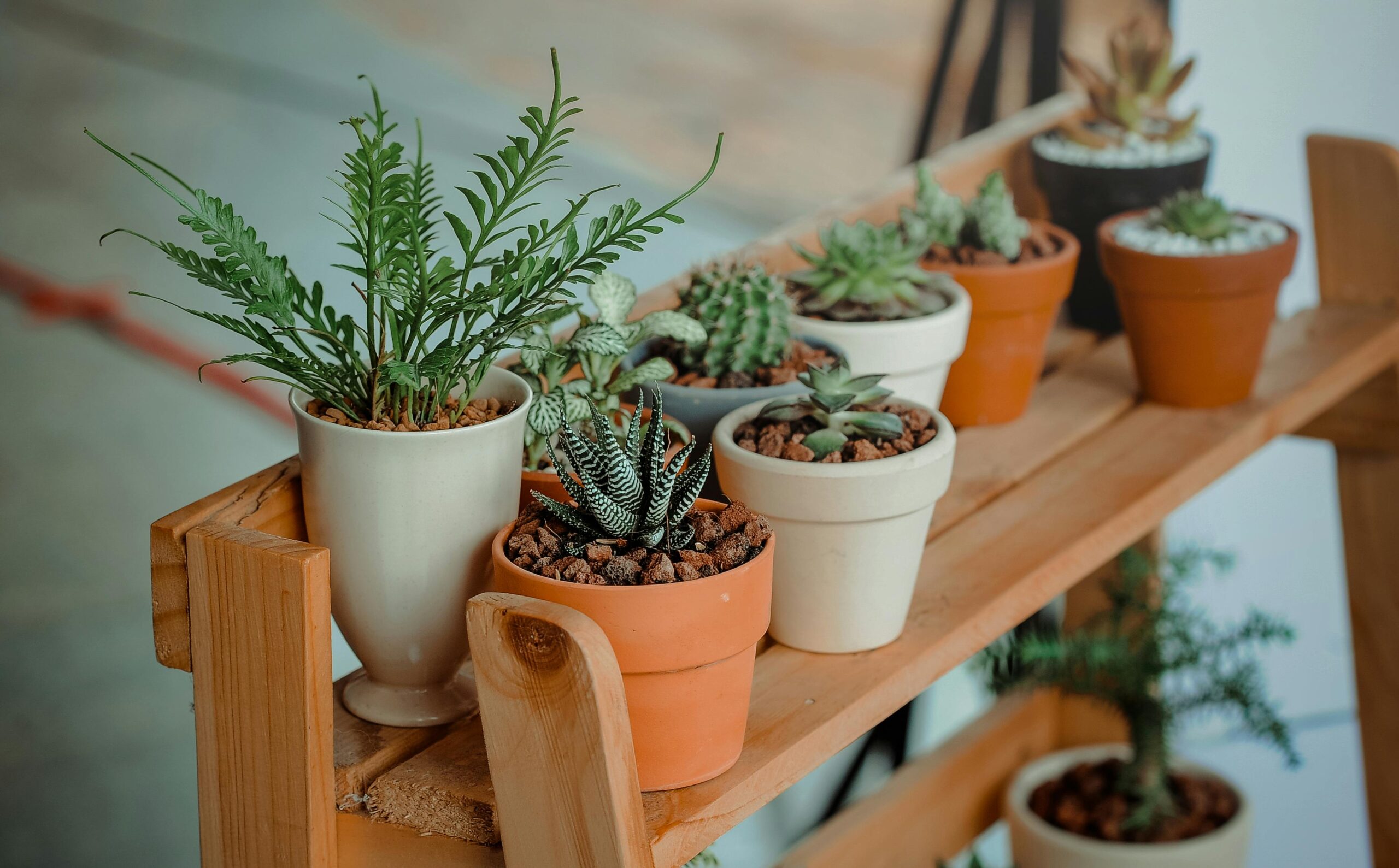 Bringing Nature Indoors: The Benefits of Houseplants