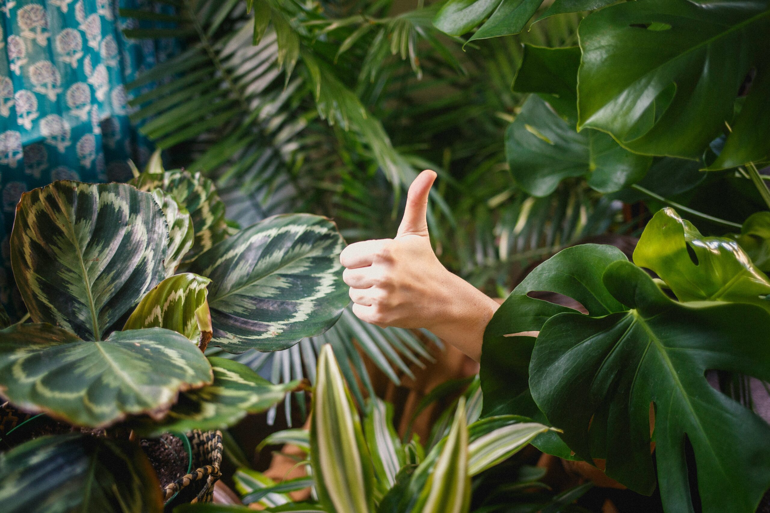 The Living Laboratory: How Houseplants Shape Your Indoor Air