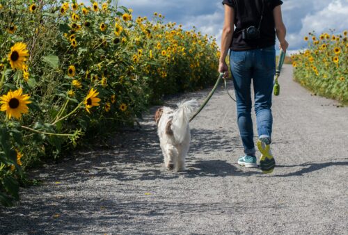 Step Into Vitality: Why Walking is the Ultimate Foundation for Every Fitness Journey