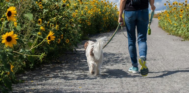 Step Into Vitality: Why Walking is the Ultimate Foundation for Every Fitness Journey