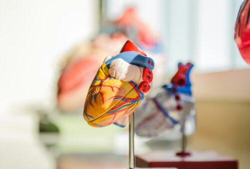 The Internal Sanctuary: The Science of Keeping Your Organs Functioning at 100%