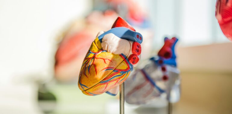The Internal Sanctuary: The Science of Keeping Your Organs Functioning at 100%