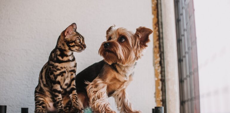 The Vitality Protocol: 4 Daily Habits for Dog and Cat Longevity