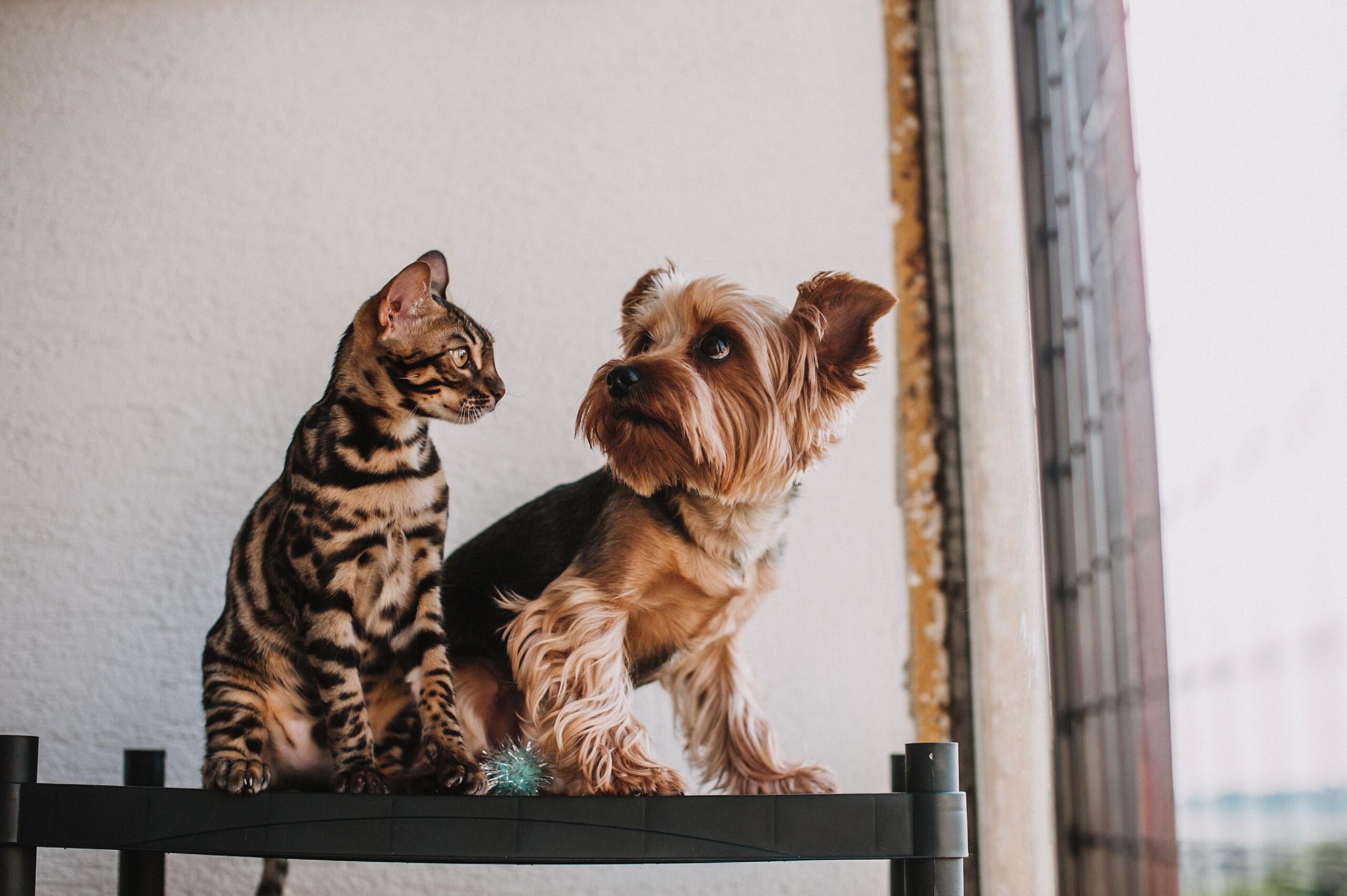 The Vitality Protocol: 4 Daily Habits for Dog and Cat Longevity
