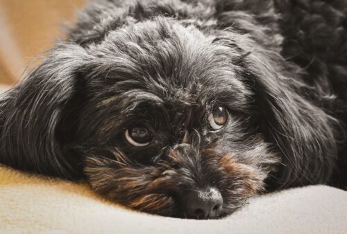 Pet Owners Are Quietly Stacking This $67 Perk On Top Of Their Insurance