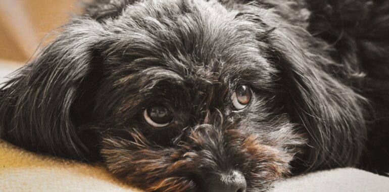 Pet Owners Are Quietly Stacking This $67 Perk On Top Of Their Insurance