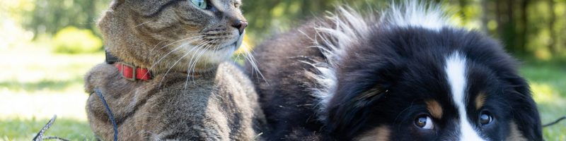 Wholesome Bowls: Simple Steps to Healthier Food for Your Pets