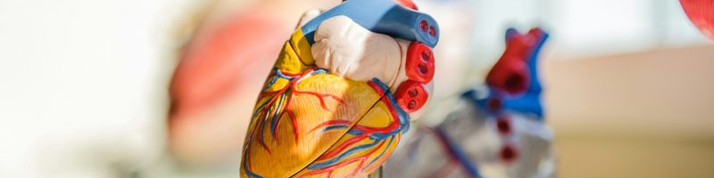 The Internal Sanctuary: The Science of Keeping Your Organs Functioning at 100%