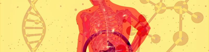 The Internal Conveyor: A 24-Hour Breakdown of Your Metabolic Architecture