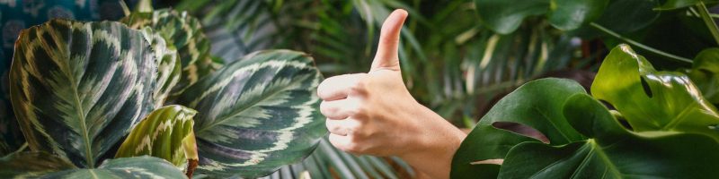 The Living Laboratory: How Houseplants Shape Your Indoor Air