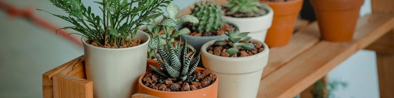 Bringing Nature Indoors: The Benefits of Houseplants