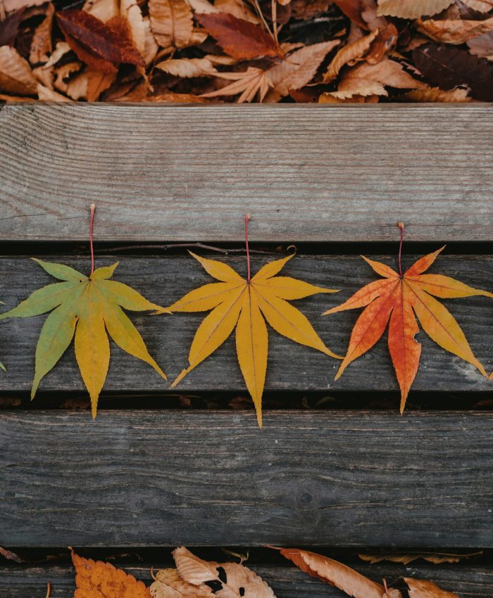 Seasonal Living: Adjusting Your Wellness Habits With the Weather