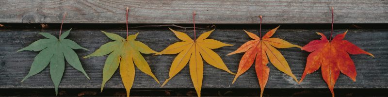 Seasonal Living: Adjusting Your Wellness Habits With the Weather